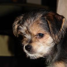 Blanding af racer Baldur