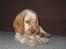 Cocker spaniel Freja r.i.p 20.1.19 - Søde Freja da hun var 8 uger:o)