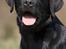 Labrador retriever Happy Tail Wag´s Tiscapa - Hejsa jeg hedder Frida