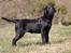 Labrador retriever Happy Tail Wag´s Tiscapa