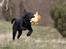 Labrador retriever Happy Tail Wag´s Tiscapa