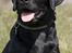 Labrador retriever Happy Tail Wag´s Tiscapa