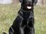 Labrador retriever Happy Tail Wag´s Tiscapa