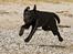 Labrador retriever Happy Tail Wag´s Tiscapa