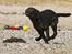 Labrador retriever Happy Tail Wag´s Tiscapa