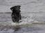 Labrador retriever Happy Tail Wag´s Tiscapa