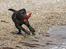 Labrador retriever Happy Tail Wag´s Tiscapa