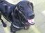 Flat coated retriever Robin - Robin <3