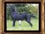 Flat coated retriever Robin - han vandt 2. pladsen ud af 17 hanhunde <3