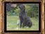 Flat coated retriever Robin - lige kommet hjem fra en tur i holland hvor du vandt en fin lille pokal <3