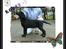Flat coated retriever Robin - stadig en lille vaps <3 er han ikke bare det kæreste ??