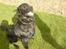 Flat coated retriever Robin - arrh dejlige hundekurv !