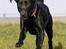 Labrador retriever Brown Hunt's Jolly Roger - Keeva kommer springende - billedet er taget af Tosa Foto