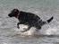 Labrador retriever Brown Hunt's Jolly Roger - Keeva elsker som alle labber VAND!!! (Tosa Foto)