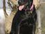 Labrador retriever Brown Hunt's Jolly Roger - Halsbånd og tunge passer sammen. Cool! :-)