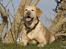 Labrador retriever Josie - Smukke Josie (Tosa Foto)