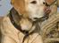 Labrador retriever Josie - Josie og løve