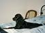 Cocker spaniel Bonnie (død 4 maj 2008) 