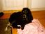 Cocker spaniel Bonnie (død 4 maj 2008) 