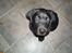 Labrador retriever basse - basse som hvalp
