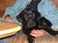 Labrador retriever basse - det far der holde ham den siger vovov davdav