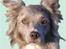 Border collie Zacho