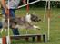 Border collie Zacho - Dgi´s landsdelsmesterskab i Randers 08