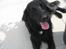 Flat coated retriever Robin - er jeg ikke bare smuk ?