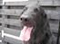Flat coated retriever Robin - Robin <3