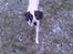 Blanding af racer Pablo **Ribe hund** RIP - Pablo, vores kære plejehund. Her på sin første tur i snen