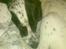 Blanding af racer Pablo **Ribe hund** RIP