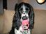 Cocker spaniel Sascha - Selvom jeg er 7 mdr. kan jeg jo godt bruge sut