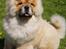 Chow chow Sikka / Rossy Spirit - Velkommen til Sikka´ profil ;)