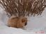 Chow chow Sikka / Rossy Spirit - Her er hun ikke så gammel, det er vidst hendes første vinter.