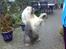 Old english sheepdog †Sigurd†