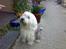 Old english sheepdog †Sigurd†