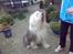 Old english sheepdog †Sigurd†