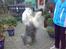 Old english sheepdog †Sigurd†