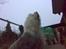 Old english sheepdog †Sigurd† - Næsen i sky