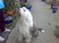 Old english sheepdog †Sigurd†