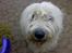 Old english sheepdog †Sigurd†