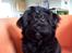 Bichon havanais Tasia - Her med top