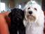 Bichon havanais Tasia - Her med min ven Chico