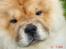 Chow chow Sikka / Rossy Spirit - Hejsa :)