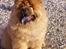 Chow chow Peifu's Aslan Chi Gau - Velkommen til Aslan´ profil ;)