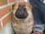 Chow chow Peifu's Aslan Chi Gau - Aslan er lige fyldt 8 uger, og vi er på vej hjem med ham. :)