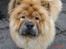 Chow chow Peifu's Aslan Chi Gau - Hej vil du lege?