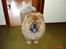Chow chow Peifu's Aslan Chi Gau - Hey hvor længe har du stået der?