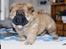 Chow chow Peifu's Aslan Chi Gau - Aslan som lille <3