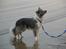 Border collie Zacho